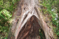 Hohler Baum