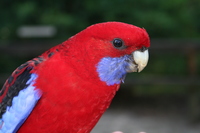 Rosella-Papagei
